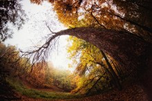 Autumn flourish / ***