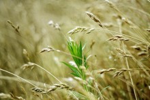 Lone green / ***