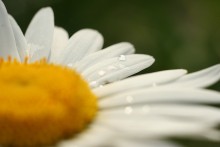 Chamomile / .....