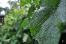 Vine / ***