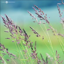joyful colors / ***