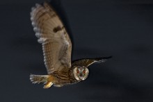 Screech-owl / ***