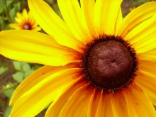 When the sun is not enough, please Flowers / ...............
