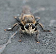 The strange little animal ... / ***