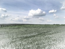 summer meadow / ***