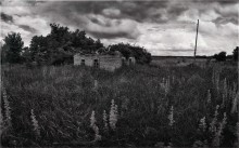 sagebrush / ***