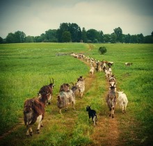 Shepherd Trail / ***