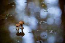 Monsoon / ***