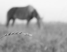 "There are horses in heaven ...." / ******