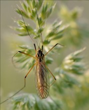 &quot;Aus dem Leben der Insekten&quot; / ***