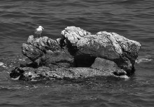 Ghaleb reef / ***