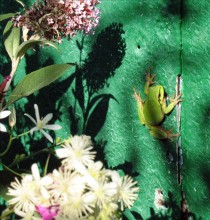 Green Still Life / ***