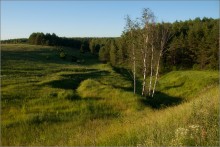Landschaft mit Birken / ***