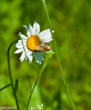 Butterfly / **************