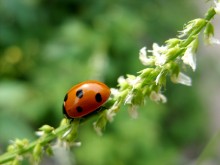 Swearing ladybug / ***