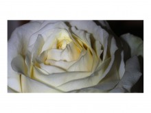 Rosa / ***