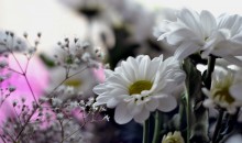 Matricaria / ***