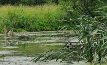 The old lake / ***