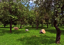 On stones and apples ... / ///////