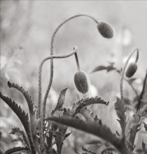 Poppy / ********