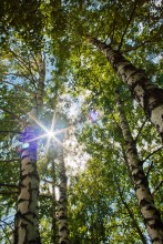 Through the birch grove. / .....