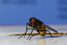 myxa / muxa muxa