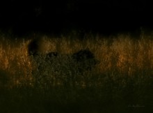 In light of the sunset ... / http://www.youtube.com/watch?v=c0pQf-2I__Q&feature=related