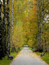 And young leaves do not promise ... / ***