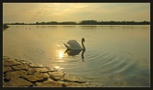 Evening on the Rhine / ***