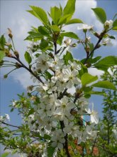Cherry / ***