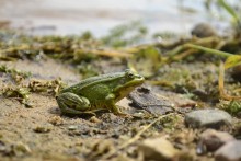 Frosch auf dem Strand / ***