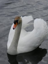 lone swan / ***