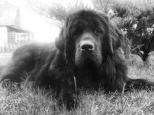 The world\'s best friend / ***