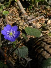first flowers / ***