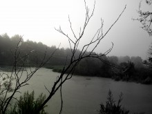 Foggy morning in the swamp / ***