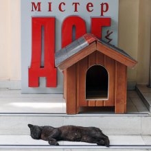 Mr. Dog. / ***