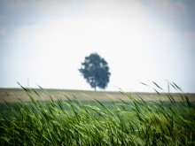 Tree. / .......