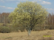 sapling / ***