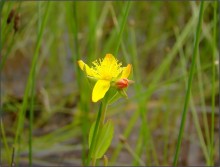 marsh light / ....................