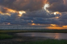 Evening in the estuary / ***