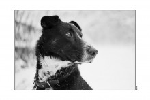 portrait of a friend / ***