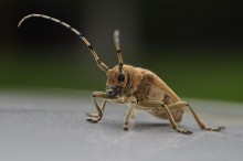 insect / ***