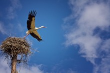 To the sky ... / .......