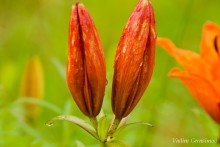 Flowers / ***************
