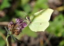 Butterfly / ***