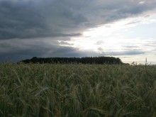 Field after the storm / ***