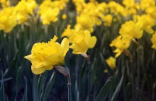 Daffodils / ......