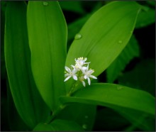 Wild Orchid / .................