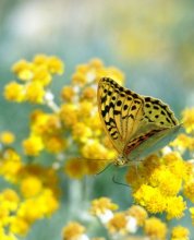 Die Freude des Sommers / ***