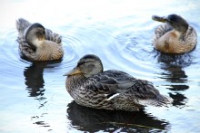 Important duck:) / ------